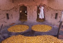 عادة التبسيل في سلطنة عمان.. طقس زراعي يتحول إلى مهرجان اجتماعي واقتصادي