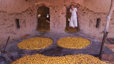عادة التبسيل في سلطنة عمان.. طقس زراعي يتحول إلى مهرجان اجتماعي واقتصادي