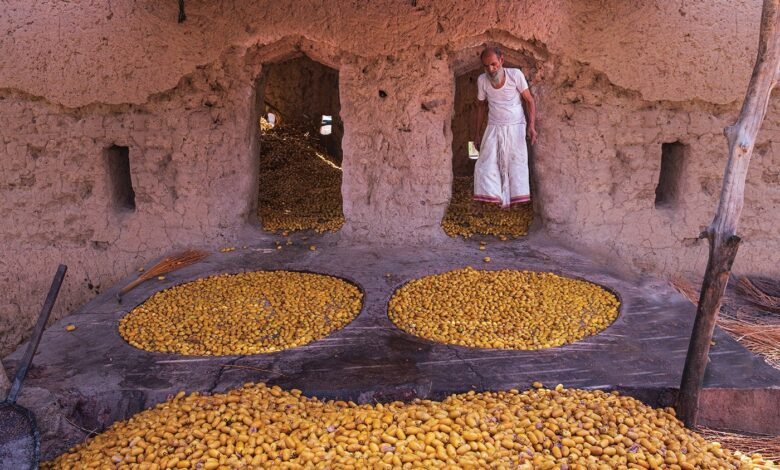 عادة التبسيل في سلطنة عمان.. طقس زراعي يتحول إلى مهرجان اجتماعي واقتصادي