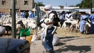 عيد الأضحى في موريتانيا.. طقوس الذبح الجماعي التي تتحول إلى مهرجان شعبي