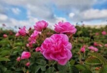 موسم جني الورد في الطائف.. احتفال سعودي يجمع بين التراث والعطر والتاريخ