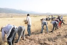 التويزة في المغرب.. حين يتحول العمل إلى واجب اجتماعي وروح جماعية لا تنكسر