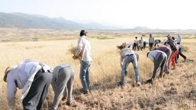 التويزة في المغرب.. حين يتحول العمل إلى واجب اجتماعي وروح جماعية لا تنكسر