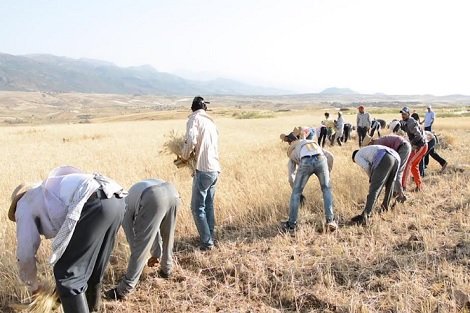 التويزة في المغرب.. حين يتحول العمل إلى واجب اجتماعي وروح جماعية لا تنكسر