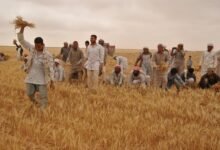 يوم الحصاد الجماعي.. عادة عربية قديمة تتشارك فيها القرى جمع المحاصيل وسط أجواء احتفالية