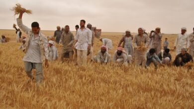 يوم الحصاد الجماعي.. عادة عربية قديمة تتشارك فيها القرى جمع المحاصيل وسط أجواء احتفالية