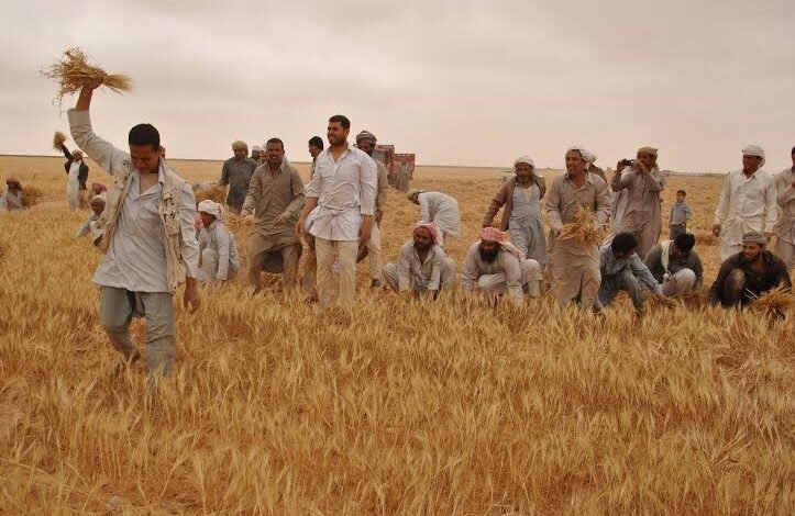 يوم الحصاد الجماعي.. عادة عربية قديمة تتشارك فيها القرى جمع المحاصيل وسط أجواء احتفالية