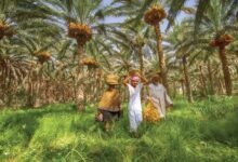 الهبانة في عمان.. عادة شعبية قديمة لاستقبال موسم جني التمور