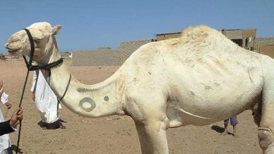 الوسمية.. عادة عربية قديمة لتحويل الجسد إلى سجل للهوية والذاكرة
