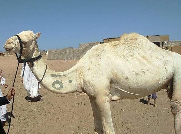 الوسمية.. عادة عربية قديمة لتحويل الجسد إلى سجل للهوية والذاكرة
