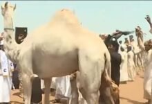 الدنكا.. عادات أصيلة وطقوس عريقة تحفظ هوية شعب جنوب السودان