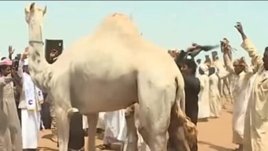 الدنكا.. عادات أصيلة وطقوس عريقة تحفظ هوية شعب جنوب السودان